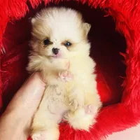 (X small) Tcup Cookie Dough Baby, a female Pomeranian for sale in Houston, TX – Photo 10 of 10