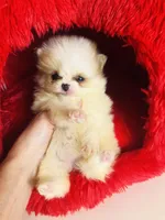 Tcup Cookie Dough Baby, a female Pomeranian for sale in Houston, TX – Photo 10 of 10