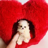 (X small) Tcup Cookie Dough Baby, a female Pomeranian for sale in Houston, TX – Photo 7 of 10