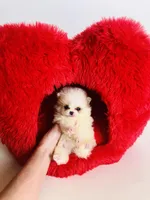 Tcup Cookie Dough Baby, a female Pomeranian for sale in Houston, TX – Photo 7 of 10