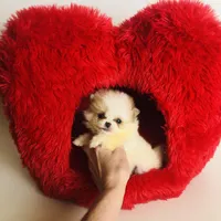 (X small) Tcup Cookie Dough Baby, a female Pomeranian for sale in Houston, TX – Photo 6 of 10