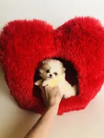 Tcup Cookie Dough Baby, a female Pomeranian for sale in Houston, TX – Photo 6 of 10