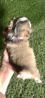 PuppyCakes , a female Chihuahua for sale in Houston, TX – 9 of 10