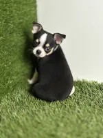 Pedro Tri colored Gorgeous , a male Chihuahua for sale in Houston, TX – 3 of 10