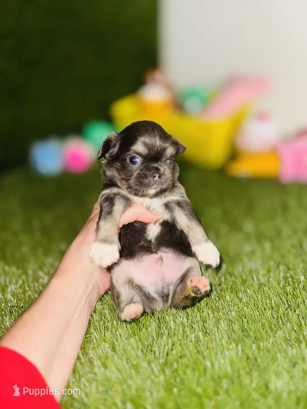 AKC   B-U-G-A-T-T-I – Chihuahua puppy for sale in Houston, TX