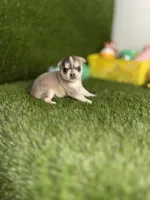 AKC PEBBLES, a female Chihuahua for sale in Houston, TX – 2 of 10