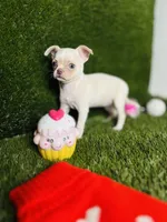 Rhiannon HOLD   Vanilla Bean, a female Chihuahua for sale in Houston, TX – 2 of 10