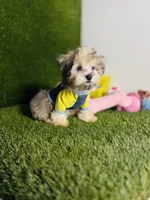Teddy (chocolate merle).  Blue Eyes , a male Maltese and Poodle - Toy  for sale in Houston, TX – 5 of 10