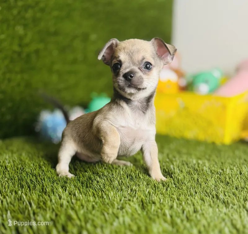 MudPie – Chihuahua puppy for sale in Houston, TX