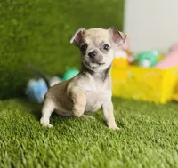 MudPie, a male Chihuahua for sale in Houston, TX – 1 of 10
