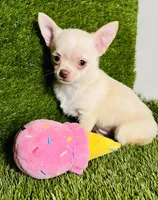 Kilo update 10/10/26, a male Chihuahua for sale in Houston, TX – 8 of 10