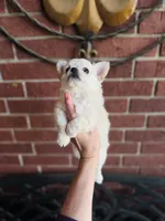 Biscuit , a male Chihuahua for sale in Houston, TX – 6 of 10