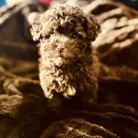 Free Delivery 💜 Coco Dubai cupcake, a female Poodle - Toy  for sale in Houston, TX – Photo 10 of 10