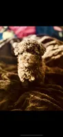 Coco Dubai cupcake, a female Poodle - Toy  for sale in Houston, TX – Photo 10 of 10