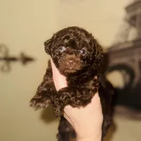 Free Delivery 💜 Coco Dubai cupcake, a female Poodle - Toy  for sale in Houston, TX – Photo 6 of 10