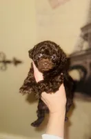 Coco Dubai cupcake, a female Poodle - Toy  for sale in Houston, TX – Photo 6 of 10