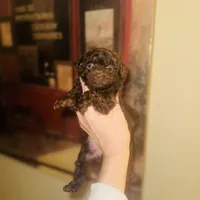 Free Delivery 💜 Coco Dubai cupcake, a female Poodle - Toy  for sale in Houston, TX – Photo 8 of 10