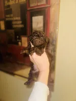 Coco Dubai cupcake, a female Poodle - Toy  for sale in Houston, TX – Photo 8 of 10