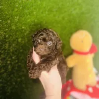 Free Delivery 💜 Coco Dubai cupcake, a female Poodle - Toy  for sale in Houston, TX – Photo 9 of 10