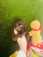 Coco Dubai cupcake, a female Poodle - Toy  for sale in Houston, TX – Photo 9 of 10