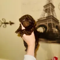 Free Delivery 💜 Coco Dubai cupcake, a female Poodle - Toy  for sale in Houston, TX – Photo 7 of 10