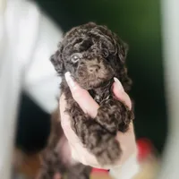 Free Delivery 💜 Coco Dubai cupcake, a female Poodle - Toy  for sale in Houston, TX – Photo 1 of 10