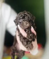 Coco Dubai cupcake, a female Poodle - Toy  for sale in Houston, TX – Photo 1 of 10