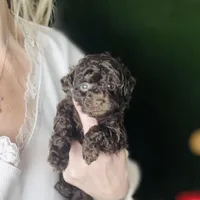 Free Delivery 💜 Coco Dubai cupcake, a female Poodle - Toy  for sale in Houston, TX – Photo 2 of 10