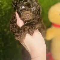 Free Delivery 💜 Coco Dubai cupcake, a female Poodle - Toy  for sale in Houston, TX – Photo 3 of 10