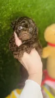 Coco Dubai cupcake, a female Poodle - Toy  for sale in Houston, TX – Photo 3 of 10