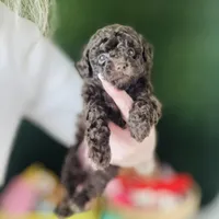 Free Delivery 💜 Coco Dubai cupcake, a female Poodle - Toy  for sale in Houston, TX – Photo 5 of 10