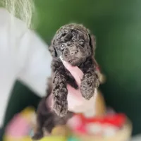 Free Delivery 💜 Coco Dubai cupcake, a female Poodle - Toy  for sale in Houston, TX – Photo 4 of 10