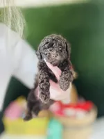 Coco Dubai cupcake, a female Poodle - Toy  for sale in Houston, TX – Photo 4 of 10
