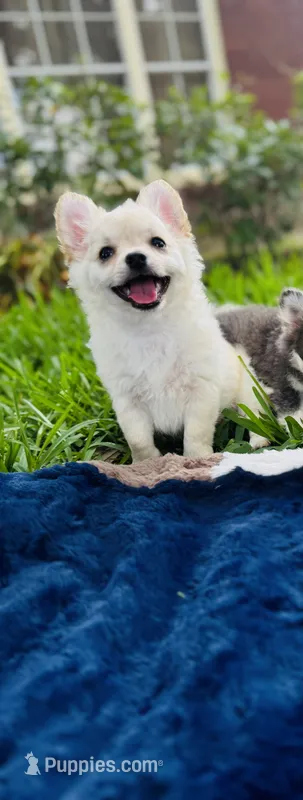 Biscuit  – Chihuahua puppy for sale in Houston, TX