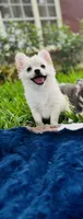 Biscuit , a male Chihuahua for sale in Houston, TX – 1 of 10