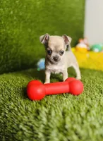 MudPie, a male Chihuahua for sale in Houston, TX – 2 of 10