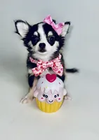 Birkin , a female Chihuahua for sale in Houston, TX – 3 of 10