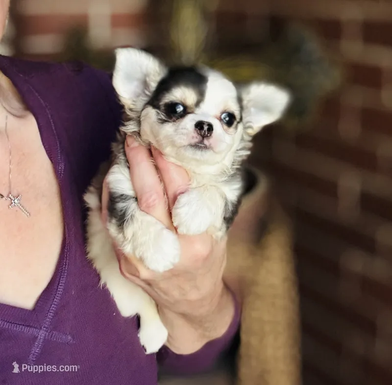 Libby Lou  – Chihuahua puppy for sale in Houston, TX