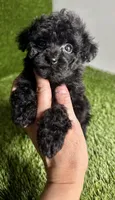 Velvet , a female Poodle - Toy  for sale in Houston, TX – 4 of 10
