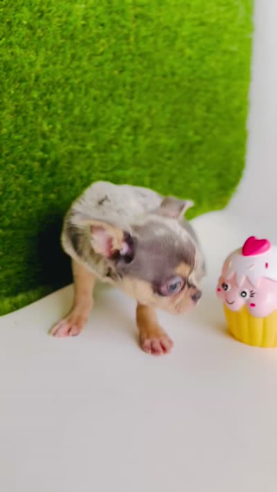REY Rain Drop blue merle blue eye, a female Chihuahua for sale in Houston, TX – 10 of 10