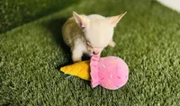 Kilo update 10/10/26, a male Chihuahua for sale in Houston, TX – 6 of 10