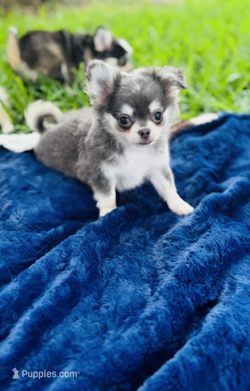 Blue Berry Puptart – Chihuahua puppy for sale in Houston, TX