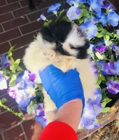 Unique Phantom  OMG LOOK Micro Teacup, a female Pomeranian for sale in Houston, TX – 2 of 8