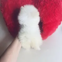 (Xx small) Tcup Princess Frozen Bear , a female Pomeranian for sale in Houston, TX – Photo 5 of 10