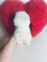 Tcup Princess Frozen Bear , a female Pomeranian for sale in Houston, TX – Photo 5 of 10