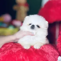 (Xx small) Tcup Princess Frozen Bear , a female Pomeranian for sale in Houston, TX – Photo 1 of 10