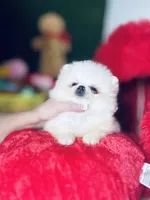 Tcup Princess Frozen Bear , a female Pomeranian for sale in Houston, TX – Photo 1 of 10