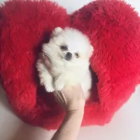 (Xx small) Tcup Princess Frozen Bear , a female Pomeranian for sale in Houston, TX – Photo 4 of 10