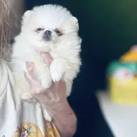 (Xx small) Tcup Princess Frozen Bear , a female Pomeranian for sale in Houston, TX – Photo 2 of 10