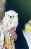 Tcup Princess Frozen Bear , a female Pomeranian for sale in Houston, TX – Photo 2 of 10